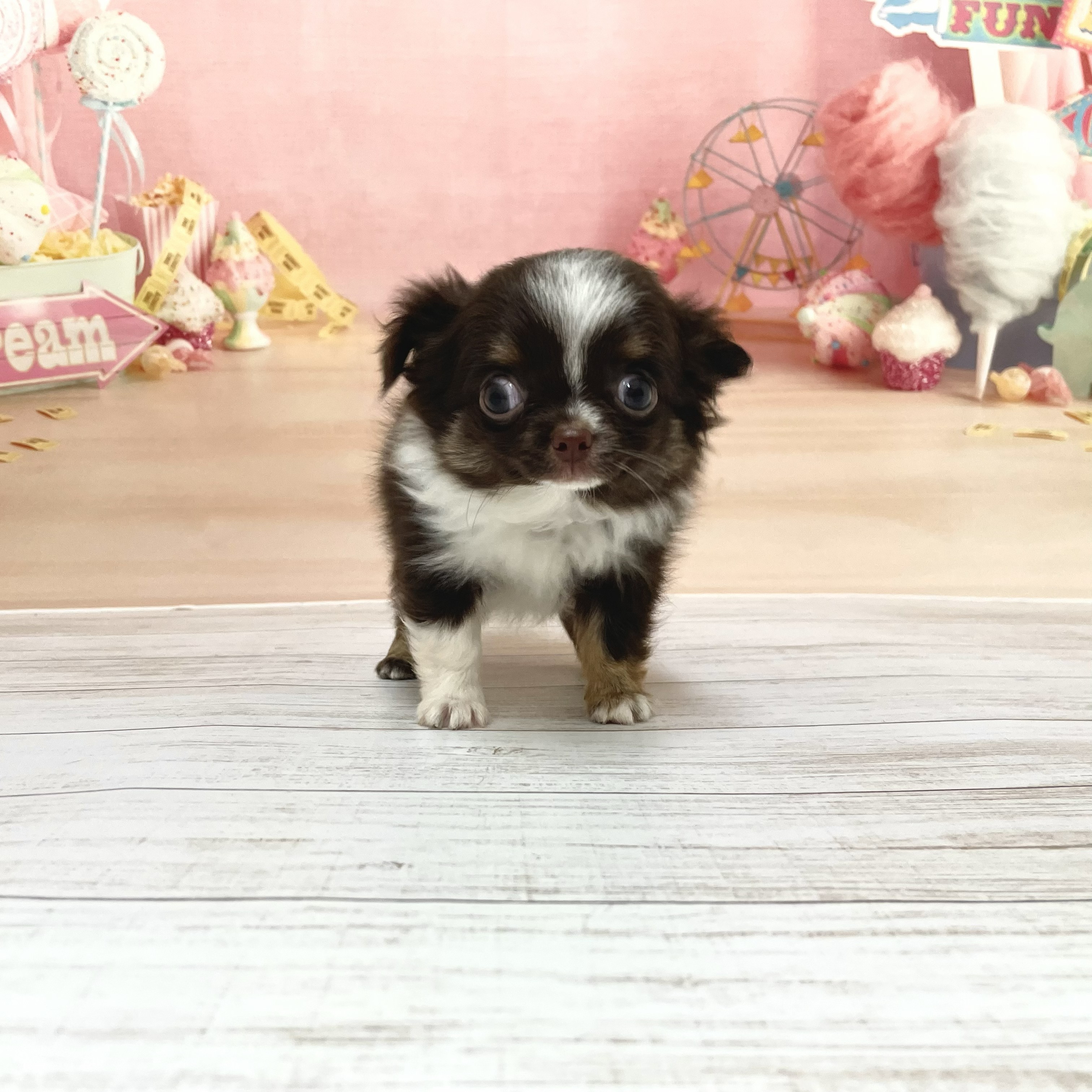 兵庫県のチワワ(ロング) (犬の家＆猫の里尼崎店/2026年7月23日生まれ/男の子/チョコレートタンホワイト)の子犬の3枚目の画像