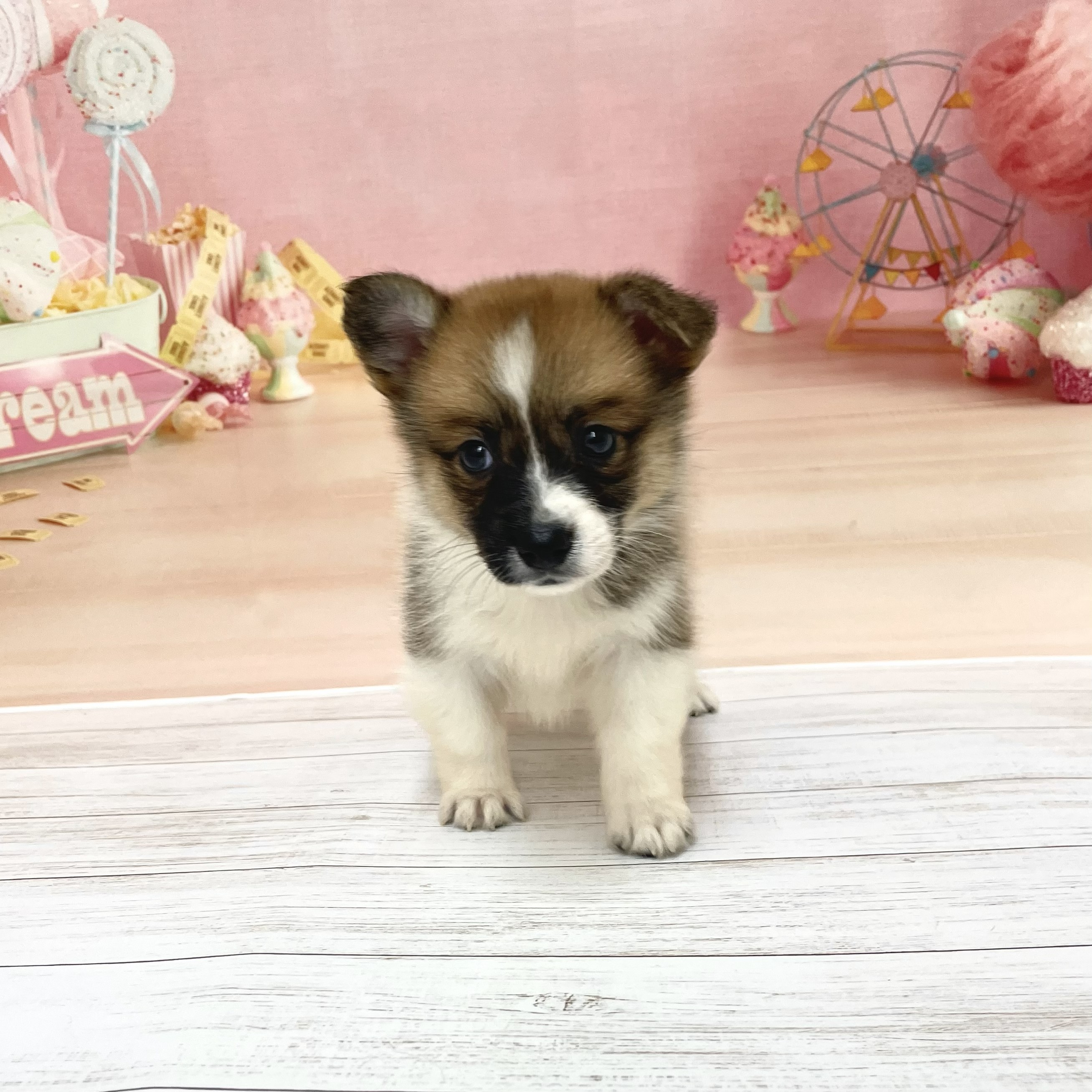 ハーフ犬女の子の写真