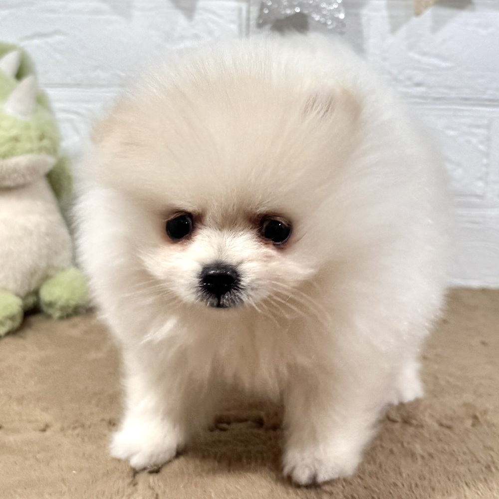兵庫県のポメラニアン (犬の家＆猫の里ニッケパークタウン加古川店/2025年9月19日生まれ/女の子/クリーム)の子犬の3枚目の画像