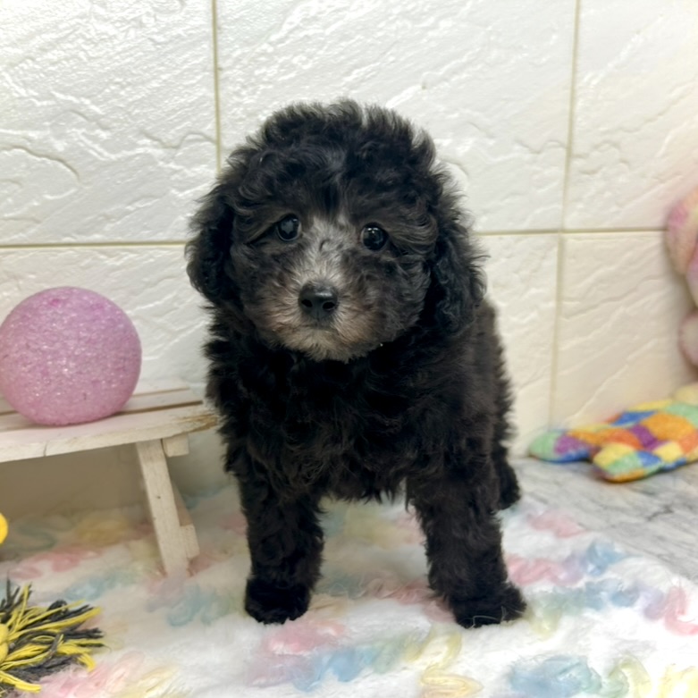 兵庫県のトイプードル(トイ) (犬の家＆猫の里ゆめタウン姫路店/2025年10月21日生まれ/女の子/グレー)の子犬の1枚目の画像