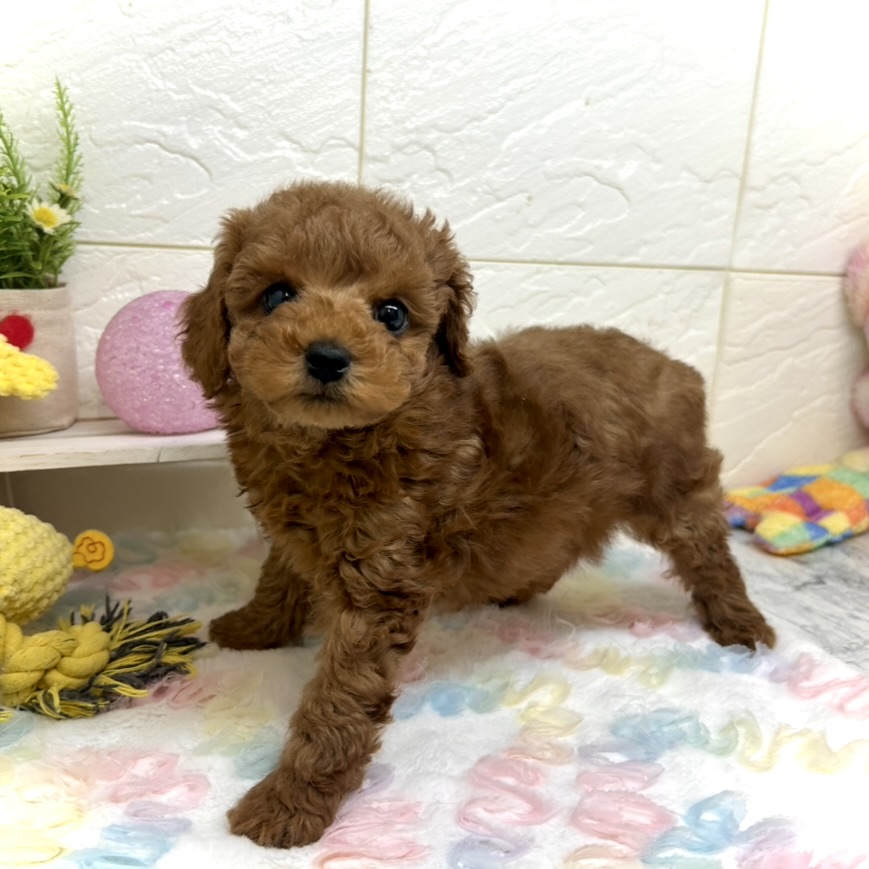 兵庫県のトイプードル(トイ) (犬の家＆猫の里ゆめタウン姫路店/2025年10月16日生まれ/男の子/レッドフォーン)の子犬の3枚目の画像