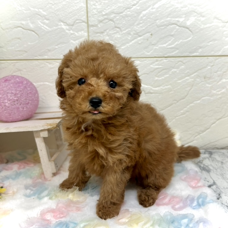 兵庫県のトイプードル(トイ) (犬の家＆猫の里ゆめタウン姫路店/2025年10月18日生まれ/女の子/レッドフォーン)の子犬の3枚目の画像