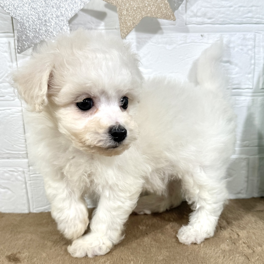 兵庫県のビションフリーゼ (犬の家＆猫の里ニッケパークタウン加古川店/2025年9月20日生まれ/女の子/ホワイト)の子犬の3枚目の画像