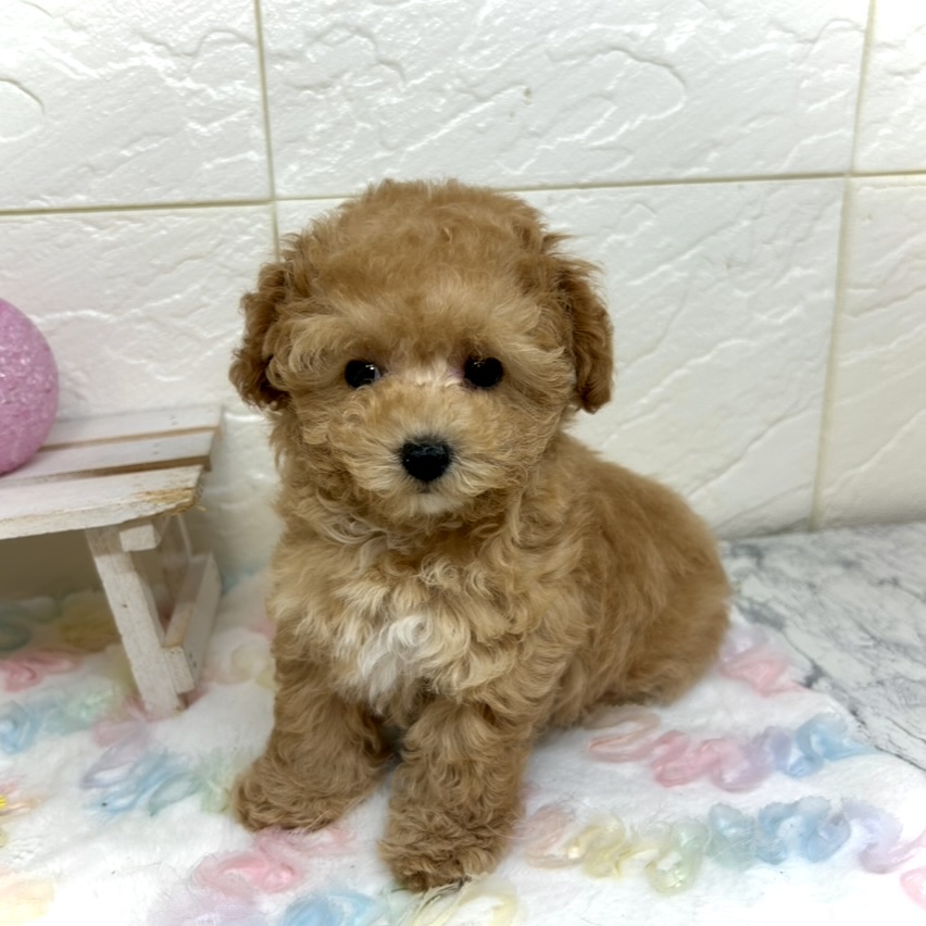 兵庫県のトイプードル(タイニー) (犬の家＆猫の里ゆめタウン姫路店/2025年10月18日生まれ/女の子/オレンジフォーン)の子犬の3枚目の画像