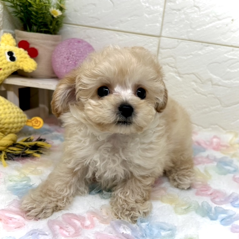 兵庫県のビションプー(ビションフリーゼ×プードル) (犬の家＆猫の里ゆめタウン姫路店/2025年10月10日生まれ/男の子/クリーム)の子犬の3枚目の画像