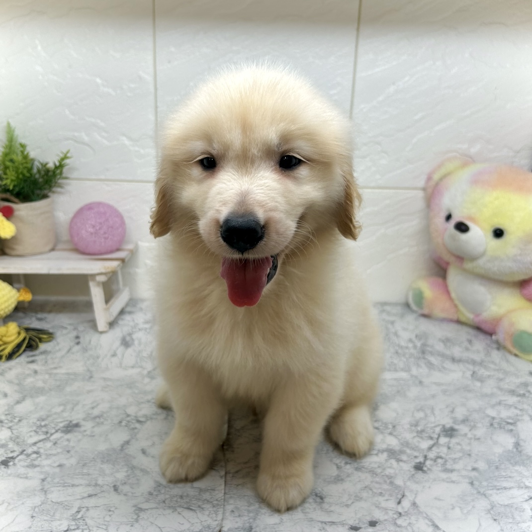 兵庫県のゴールデンレトリバー (犬の家＆猫の里ゆめタウン姫路店/2025年6月18日生まれ/男の子/ゴールデン)の子犬の1枚目の画像