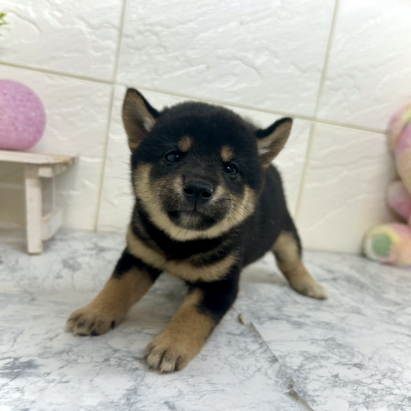 兵庫県の豆柴 (犬の家＆猫の里ゆめタウン姫路店/2025年6月21日生まれ/女の子/黒)の子犬の3枚目の画像