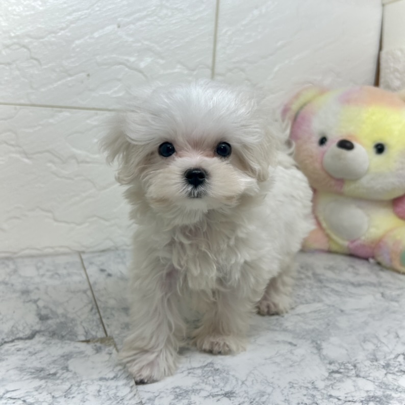 兵庫県のマルチーズ (犬の家＆猫の里ゆめタウン姫路店/2025年6月21日生まれ/女の子/ホワイト)の子犬の3枚目の画像