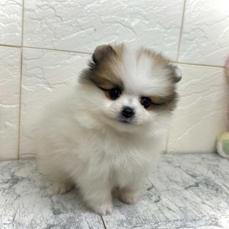 兵庫県のポメラニアン (犬の家＆猫の里ゆめタウン姫路店/2025年6月22日生まれ/男の子/ホワイトレッド)の子犬の3枚目の画像