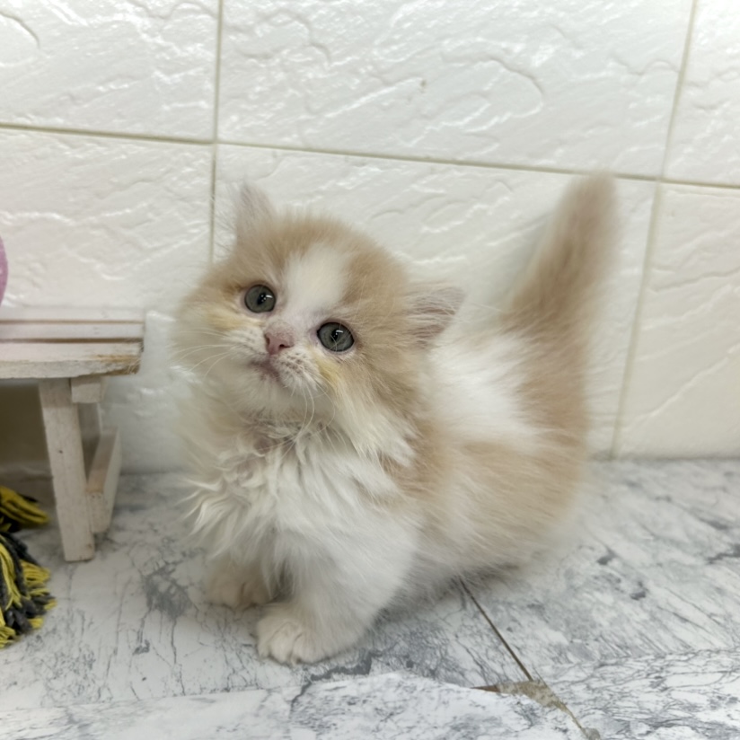 兵庫県のマンチカン (犬の家＆猫の里ゆめタウン姫路店/2025年6月19日生まれ/女の子/クリームホワイト)の子猫の3枚目の画像