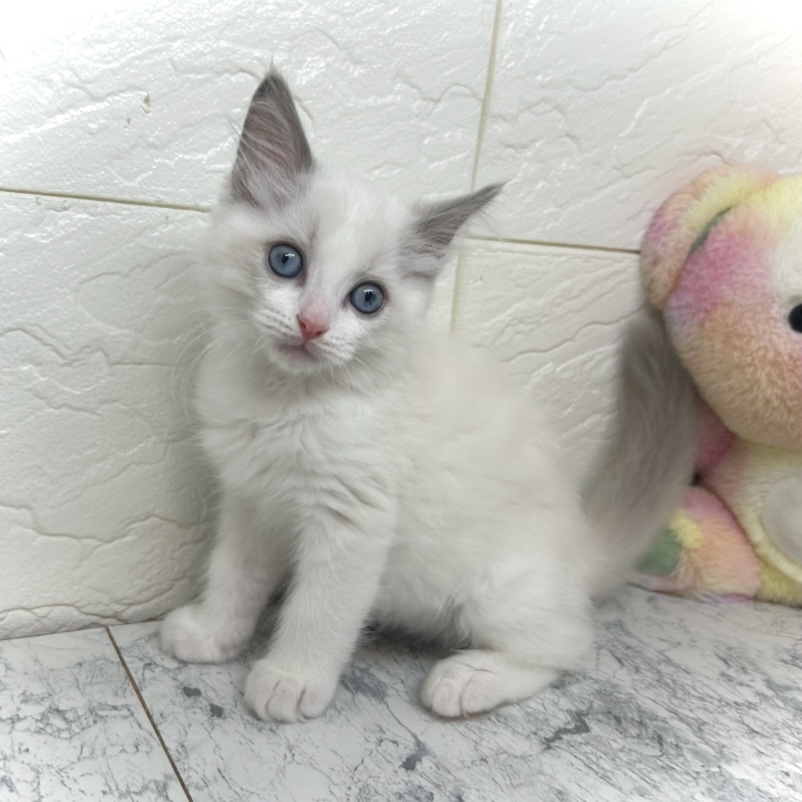 兵庫県のラグドール (犬の家＆猫の里ゆめタウン姫路店/2025年6月13日生まれ/男の子/ブルーポイントバイカラー)の子猫の3枚目の画像