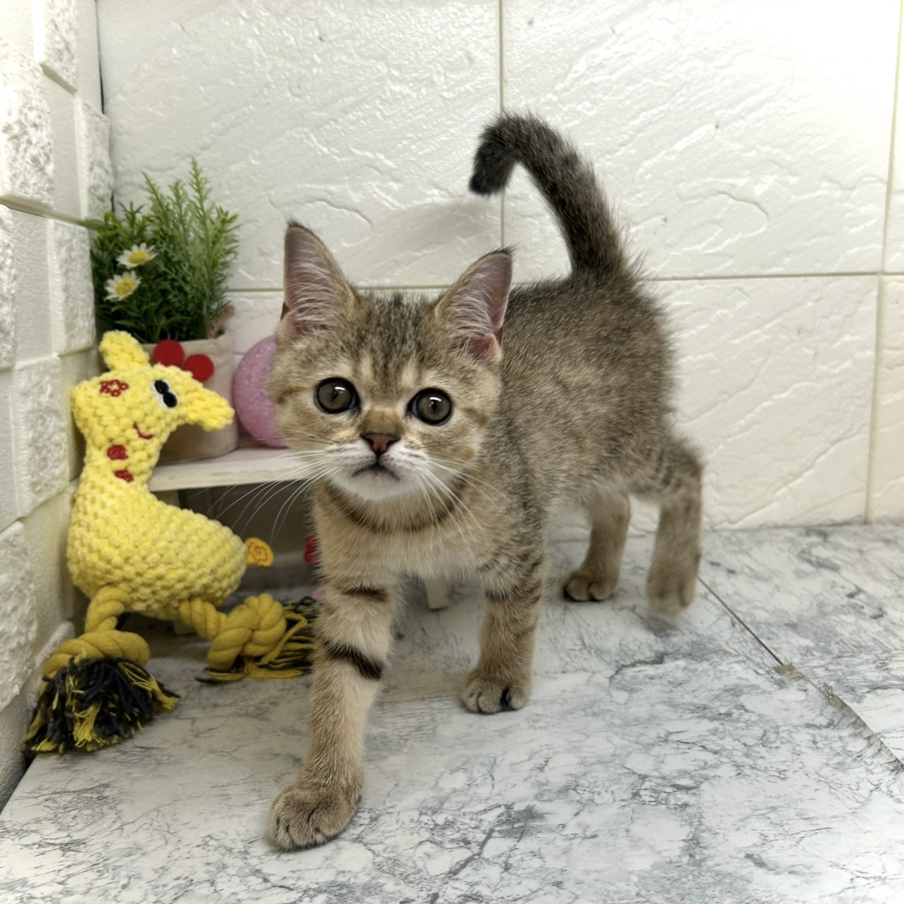 兵庫県のミヌエット (犬の家＆猫の里ゆめタウン姫路店/2025年5月24日生まれ/男の子/ブラウンタビー)の子猫の3枚目の画像