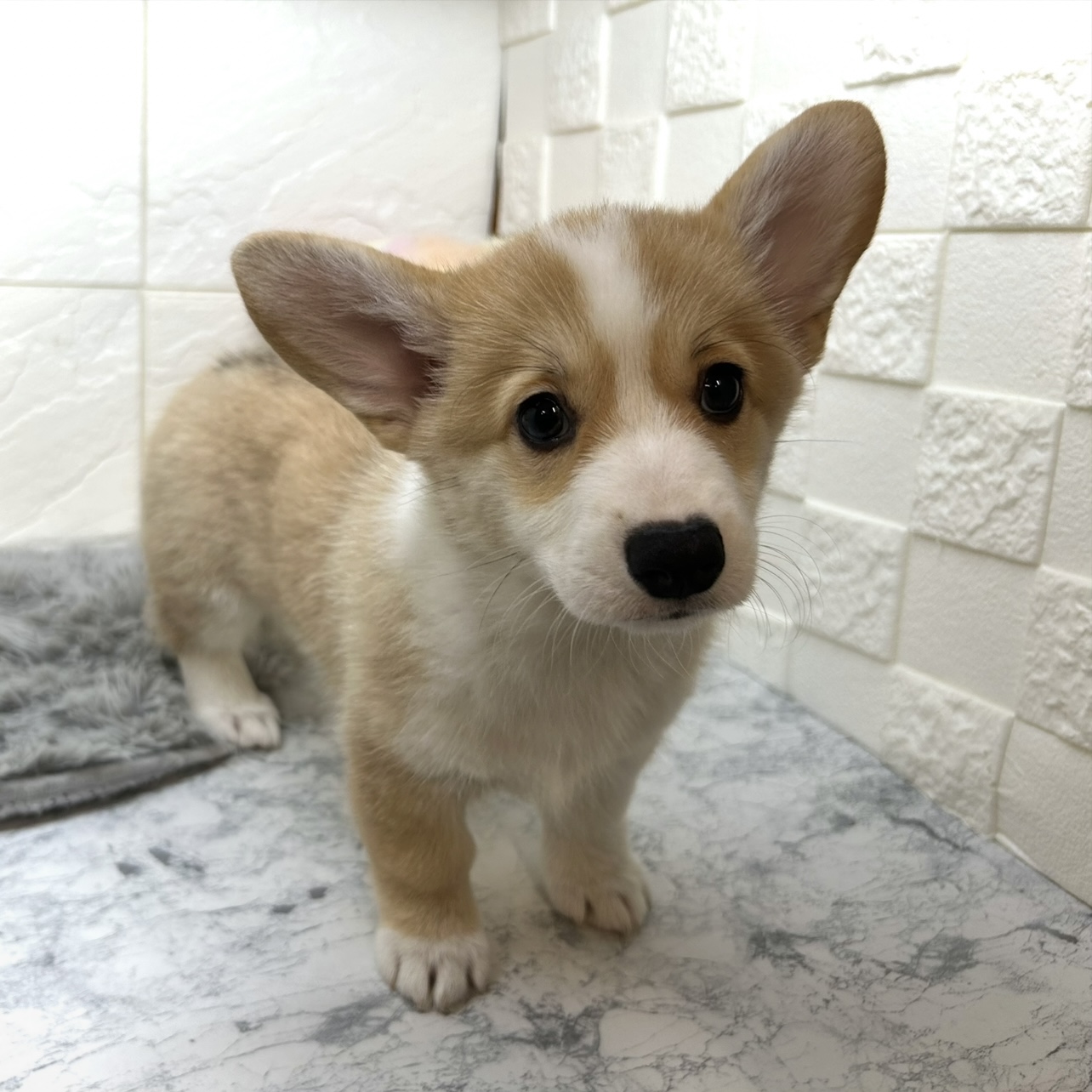 兵庫県のウェルシュコーギーペンブローク (犬の家＆猫の里ゆめタウン姫路店/2025年6月4日生まれ/女の子/セーブルホワイト)の子犬の3枚目の画像