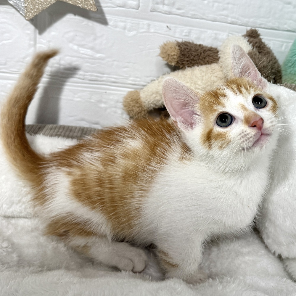 兵庫県のマンチカン (犬の家＆猫の里ニッケパークタウン加古川店/2026年4月12日生まれ/男の子/レッドスポテッドタビーホワイト)の子猫の1枚目の画像