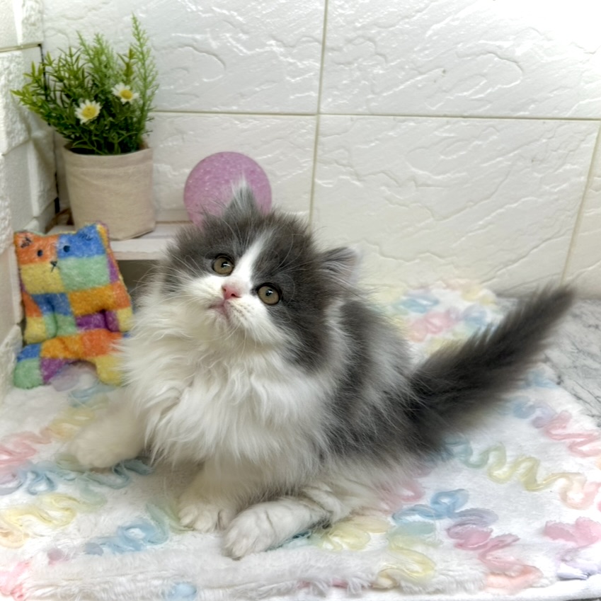 兵庫県のブリティッシュロングヘアー (犬の家＆猫の里ゆめタウン姫路店/2025年10月12日生まれ/女の子/ブルーホワイト)の子猫の3枚目の画像