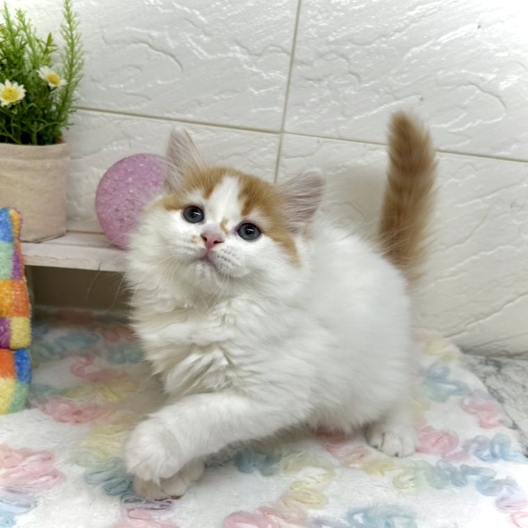 兵庫県のスコティッシュストレート (犬の家＆猫の里ゆめタウン姫路店/2025年10月18日生まれ/男の子/レッドタビーホワイト)の子猫の3枚目の画像