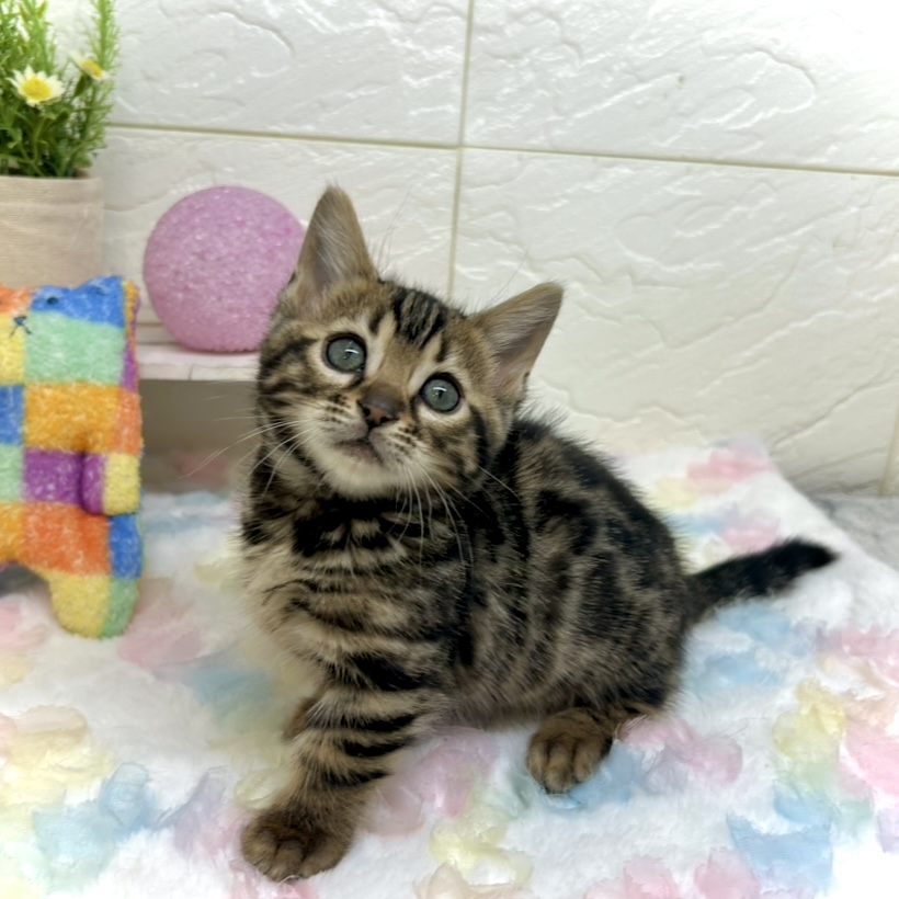 兵庫県のジェネッタ (犬の家＆猫の里ゆめタウン姫路店/2025年10月26日生まれ/女の子/ブラウンスポットタビー)の子猫の3枚目の画像