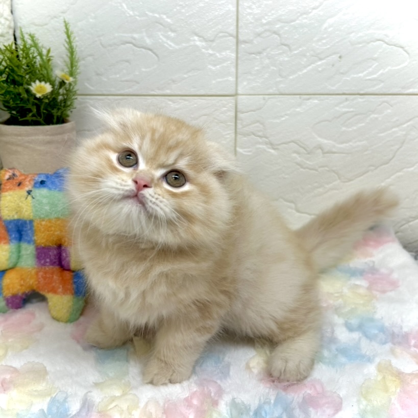 兵庫県のスコティッシュフォールド (犬の家＆猫の里ゆめタウン姫路店/2025年10月22日生まれ/男の子/クリームタビー)の子猫の3枚目の画像