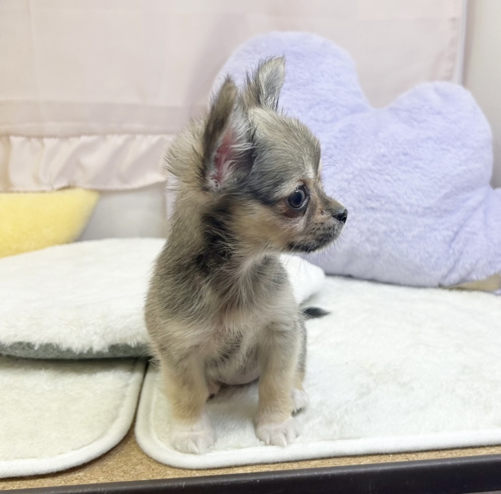 静岡県のチワワ(ロング) (犬の家＆猫の里マークイズ静岡店/2026年3月15日生まれ/女の子/フォーンホワイト)の子犬の3枚目の画像