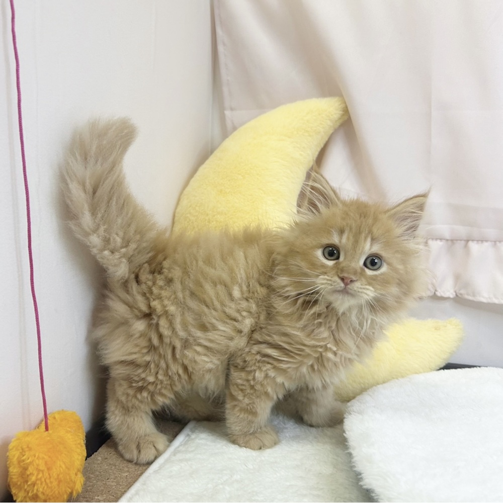 静岡県のサイベリアン (犬の家＆猫の里マークイズ静岡店/2026年3月16日生まれ/男の子/レッドタビー)の子猫の3枚目の画像