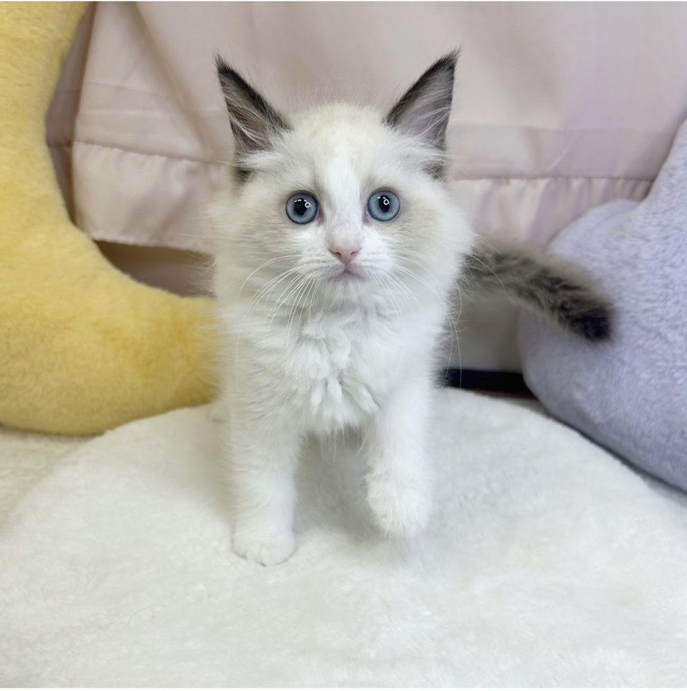静岡県のラグドール (犬の家＆猫の里マークイズ静岡店/2026年3月23日生まれ/女の子/シールポイントバイカラー)の子猫の3枚目の画像