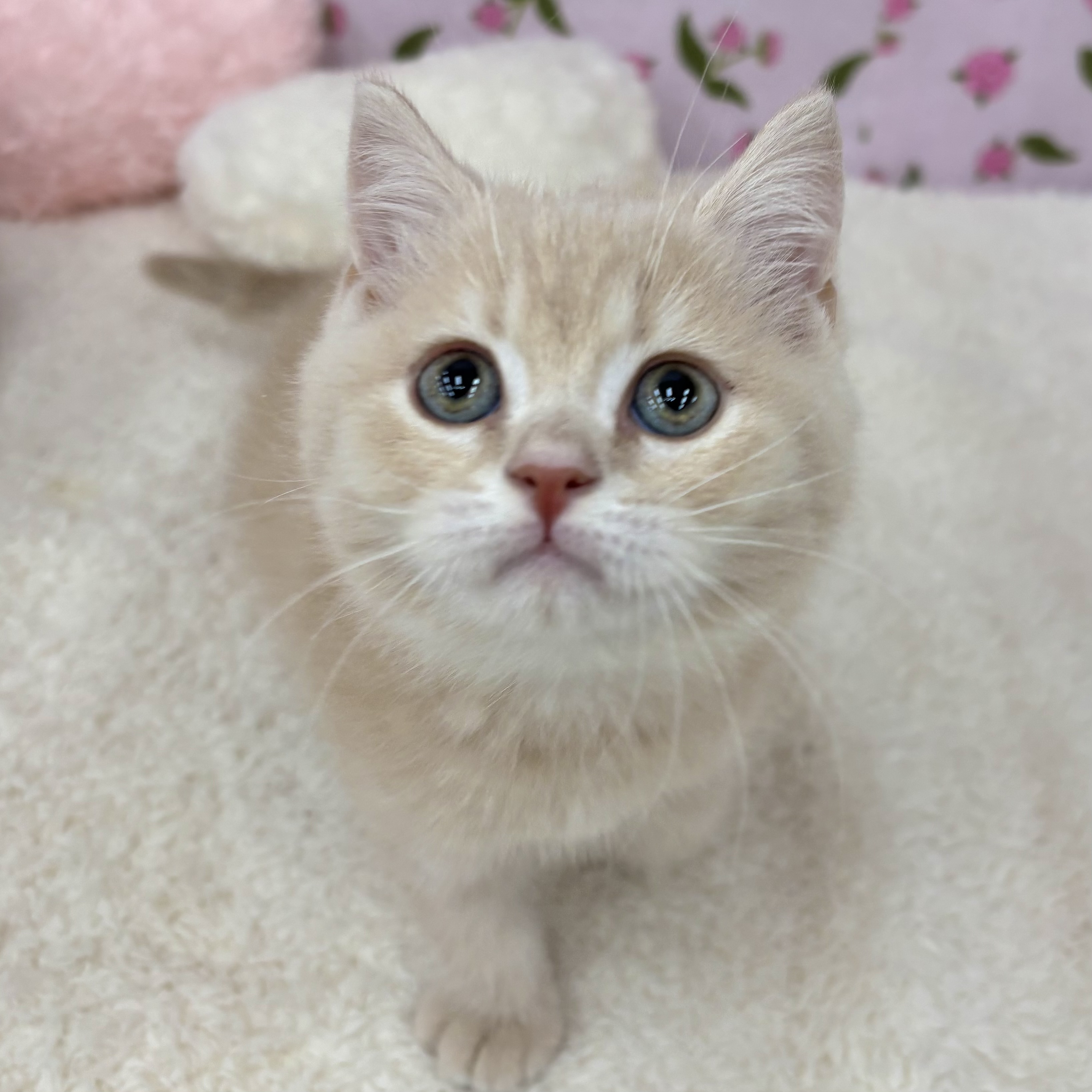 愛知県のスコティッシュフォールド (犬の家＆猫の里エアポートウォーク店/2026年3月30日生まれ/男の子/クリームタビー)の子猫の3枚目の画像