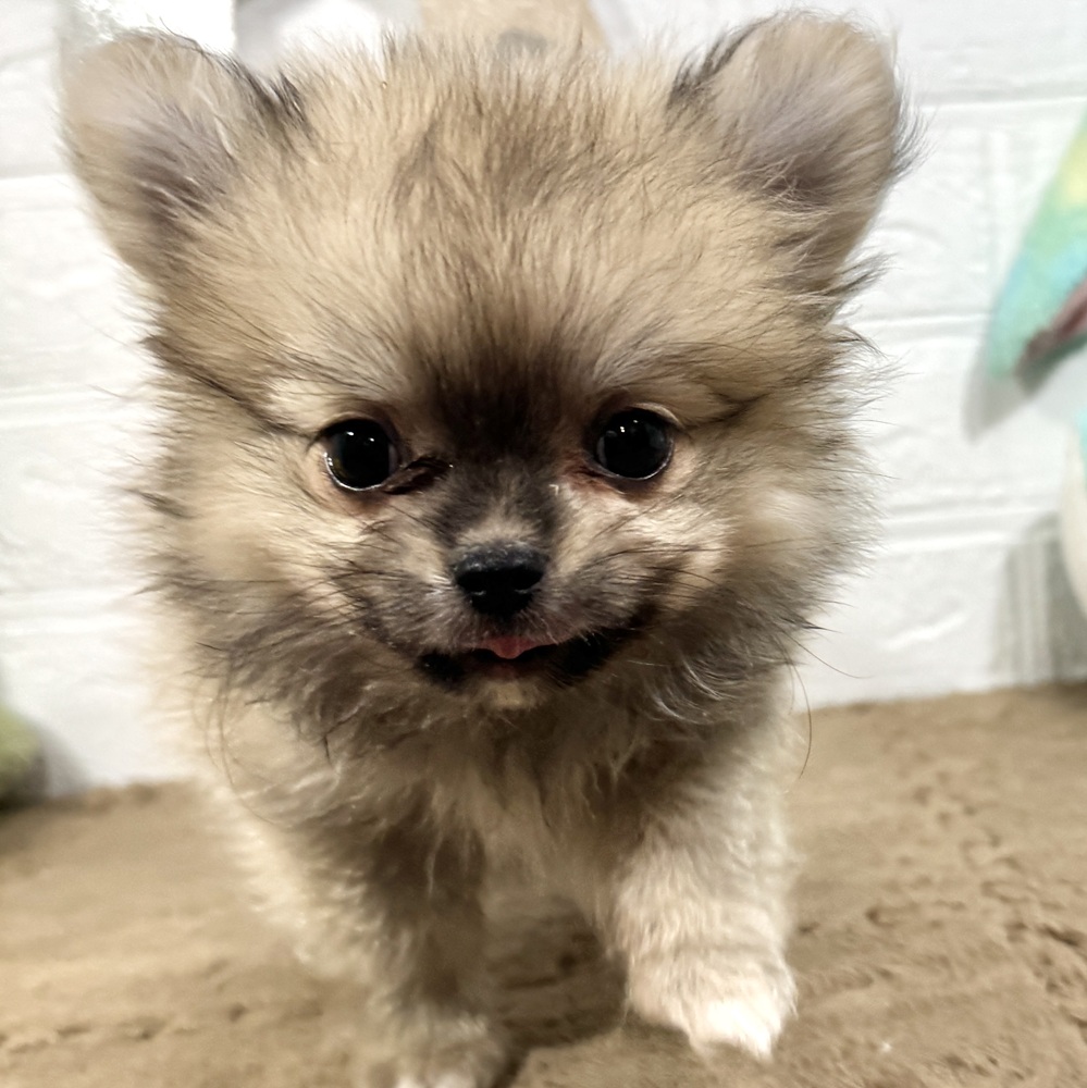 兵庫県のポメチワ/チワポメ/ポメチー(ポメラニアン×チワワ) (犬の家＆猫の里ニッケパークタウン加古川店/2025年9月29日生まれ/男の子/フォーン)の子犬の3枚目の画像