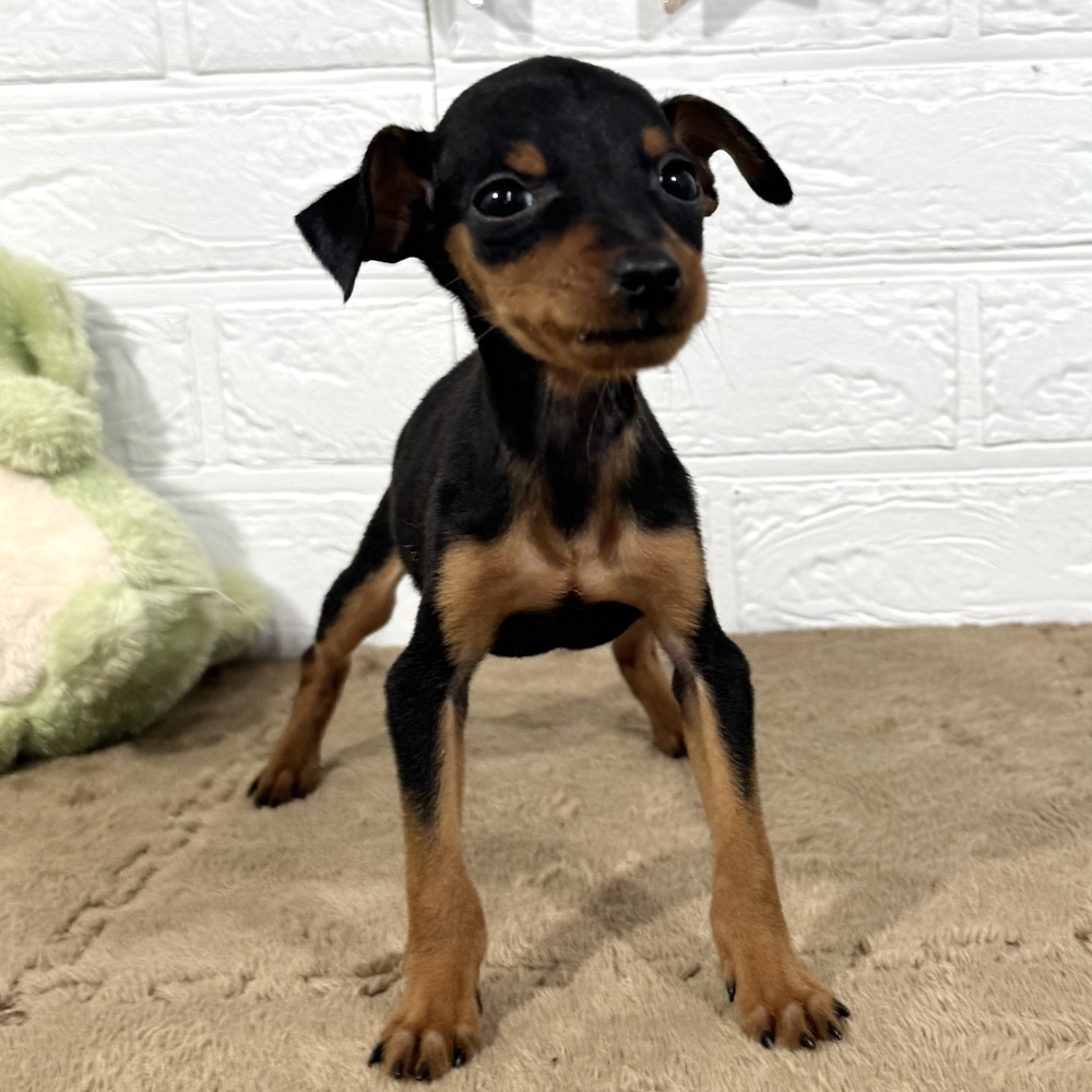 兵庫県のミニチュアピンシャー (犬の家＆猫の里ニッケパークタウン加古川店/2025年10月1日生まれ/男の子/ブラックタン)の子犬の3枚目の画像