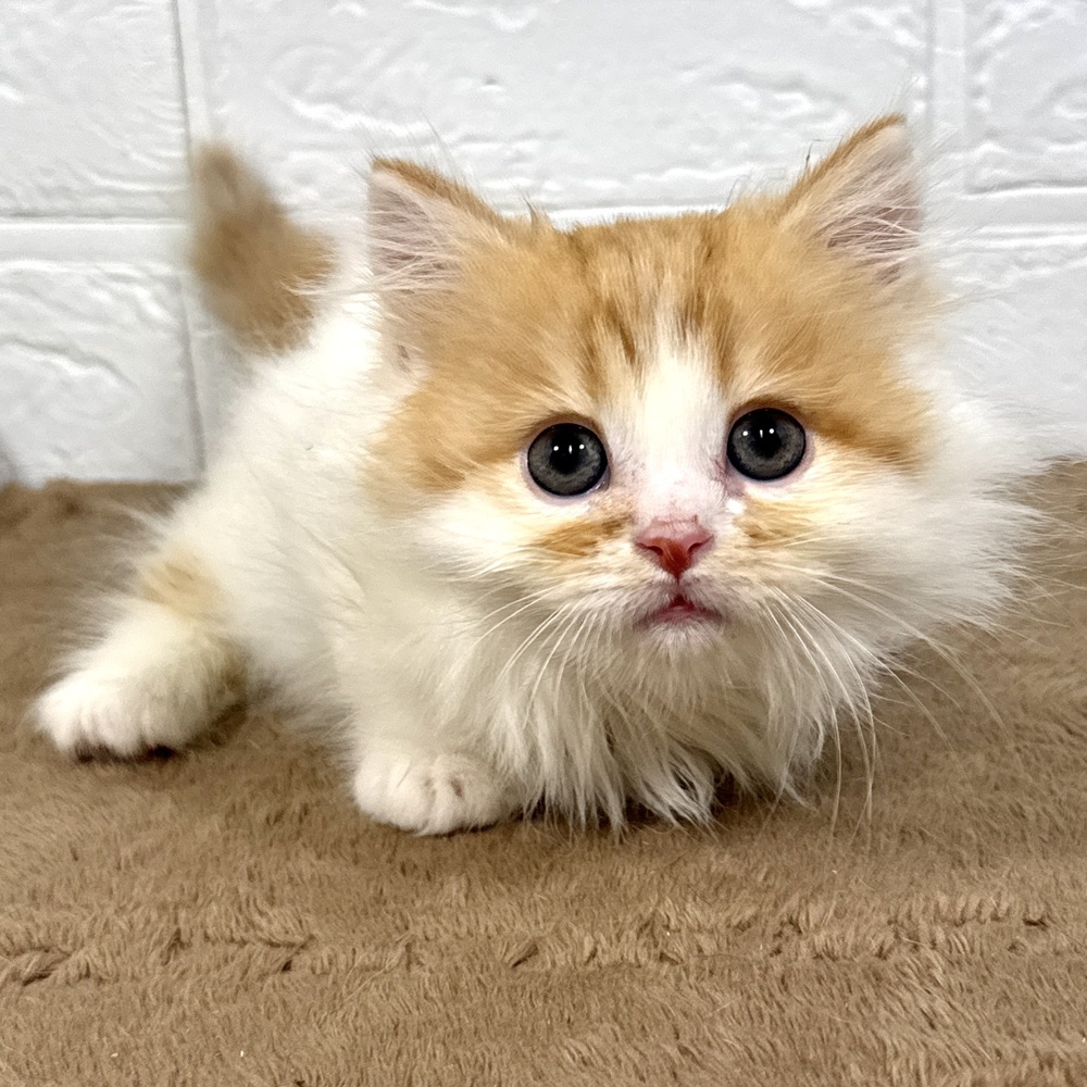兵庫県のマンチカン (犬の家＆猫の里ニッケパークタウン加古川店/2025年10月1日生まれ/男の子/レッドタビーホワイト)の子猫の3枚目の画像