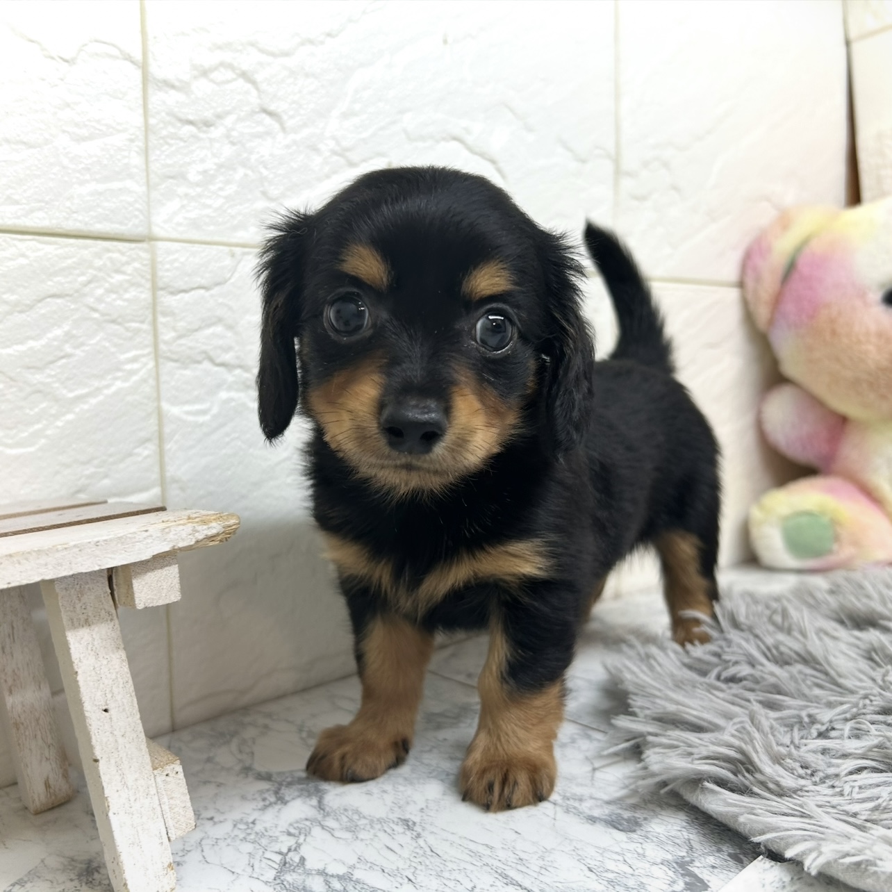 兵庫県のチワックス(チワワ×ダックス) (犬の家＆猫の里ゆめタウン姫路店/2025年6月5日生まれ/男の子/ブラックタン)の子犬の3枚目の画像