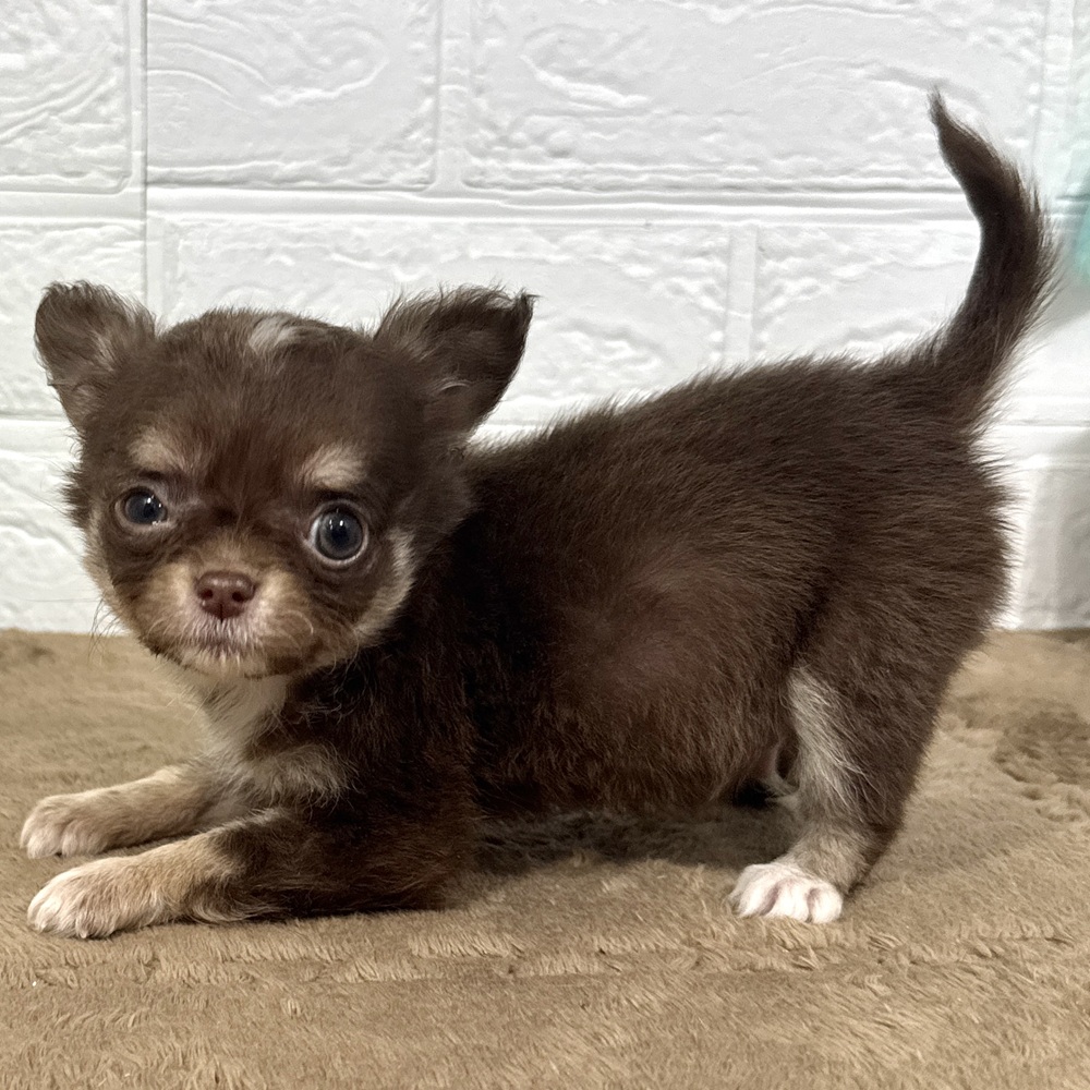 兵庫県のチワワ(ロング) (犬の家＆猫の里ニッケパークタウン加古川店/2025年10月1日生まれ/男の子/チョコレートタン)の子犬の3枚目の画像