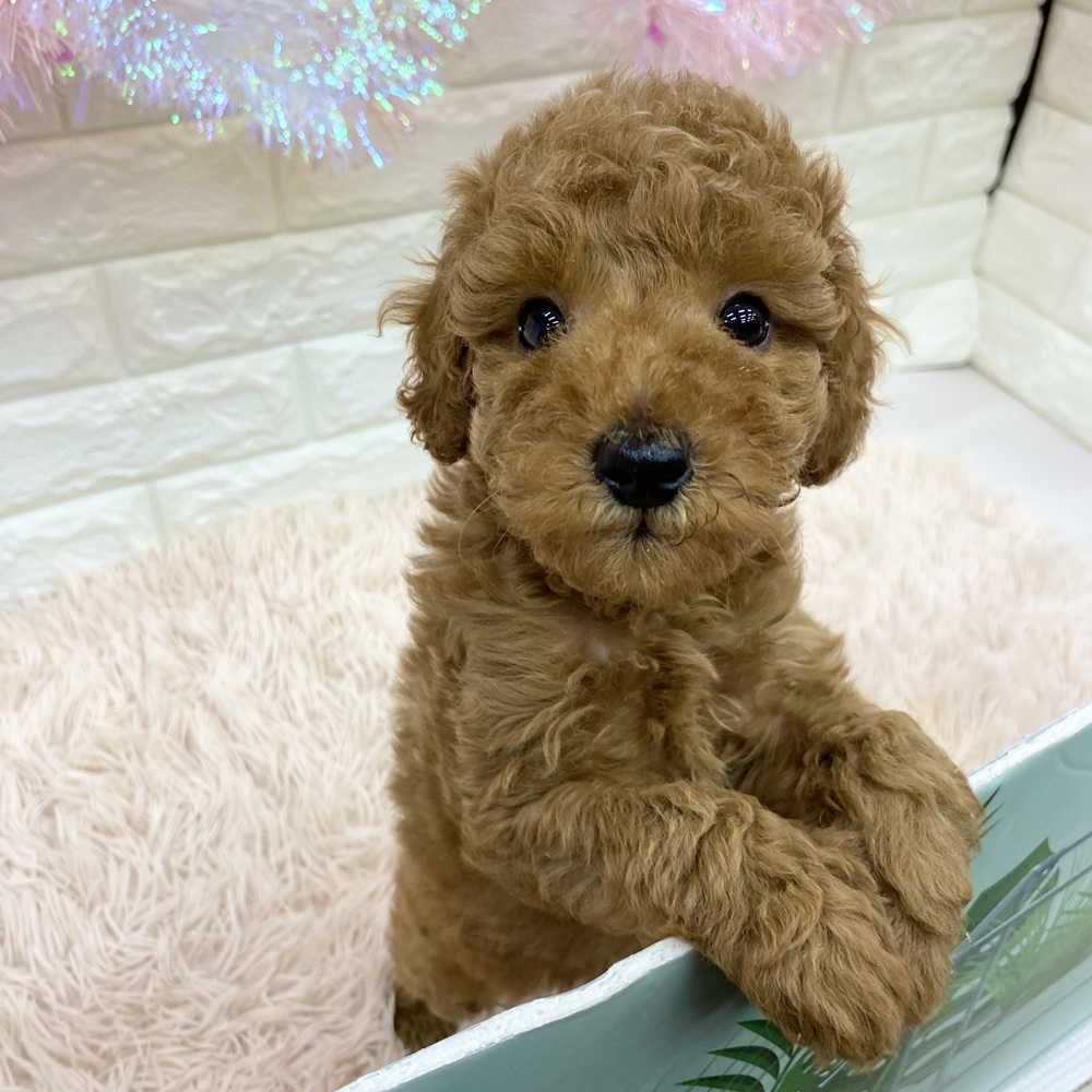 愛知県のトイプードル(トイ) (犬の家＆猫の里MEGAドン・キホーテ東海名和店/2025年7月20日生まれ/男の子/レッド)の子犬の3枚目の画像