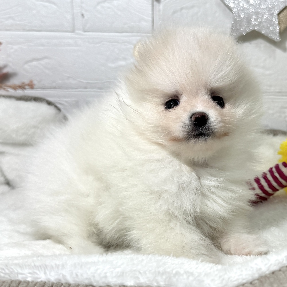 兵庫県のポメラニアン (犬の家＆猫の里ニッケパークタウン加古川店/2026年4月18日生まれ/女の子/クリーム)の子犬の3枚目の画像