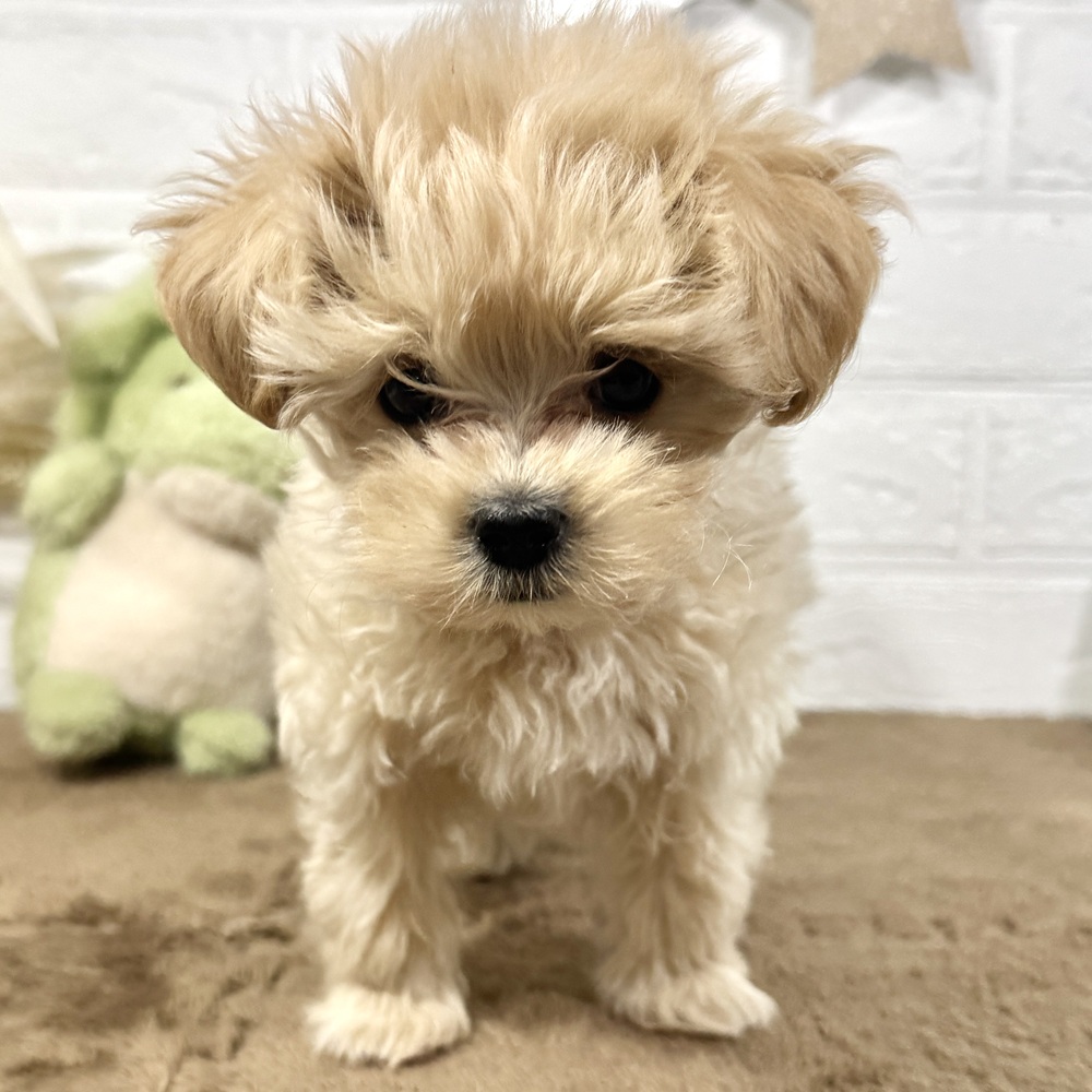 兵庫県のマルプー(マルチーズ×プードル) (犬の家＆猫の里ニッケパークタウン加古川店/2025年10月8日生まれ/男の子/クリーム)の子犬の3枚目の画像