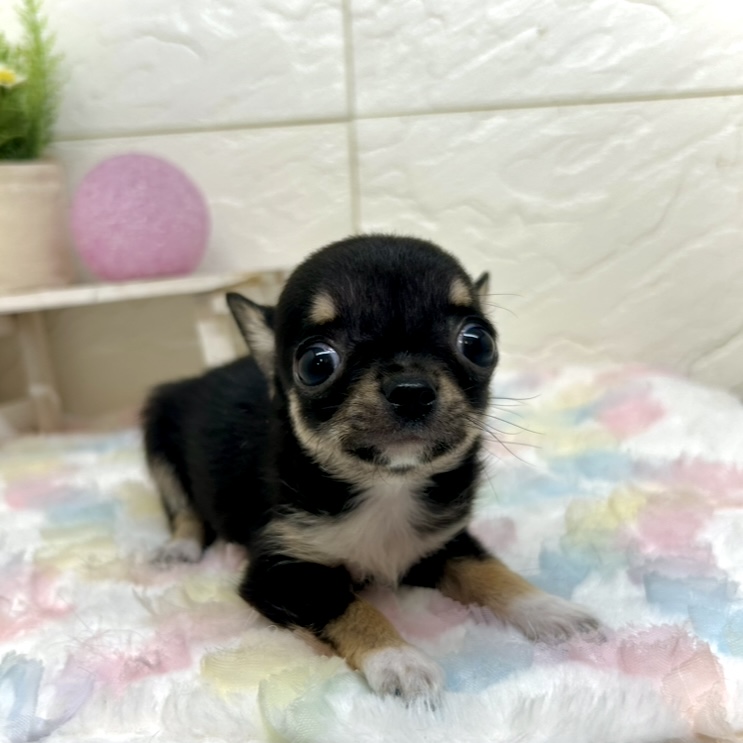 兵庫県のチワワ(スムース) (犬の家＆猫の里ゆめタウン姫路店/2025年10月24日生まれ/男の子/ブラックタンホワイト)の子犬の3枚目の画像