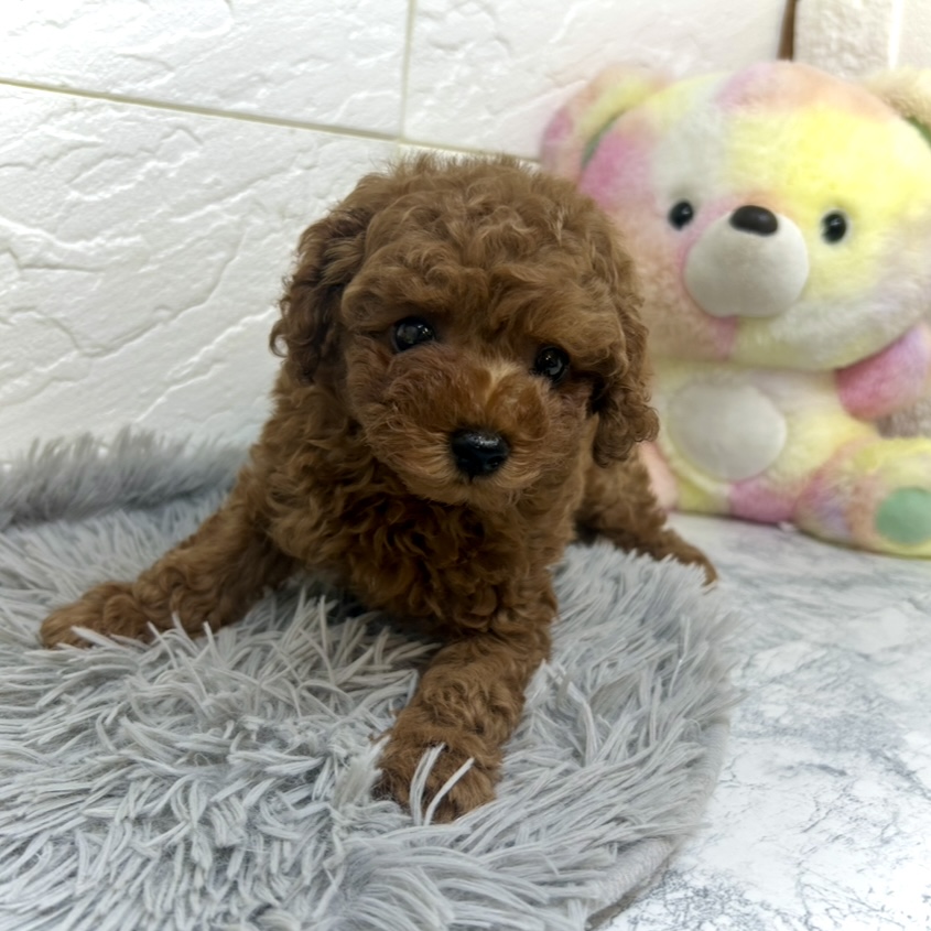 兵庫県のトイプードル(トイ) (犬の家＆猫の里ゆめタウン姫路店/2025年6月28日生まれ/女の子/レッド)の子犬の3枚目の画像