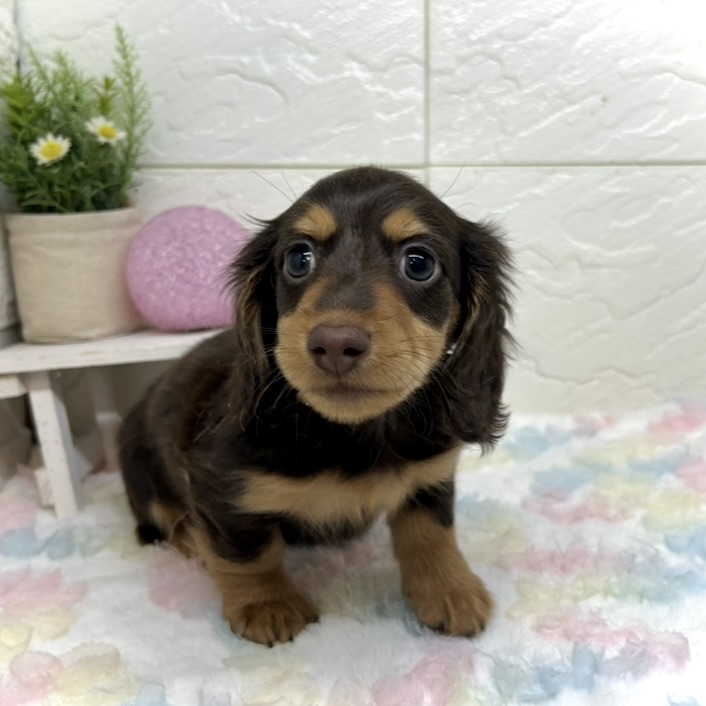 兵庫県のミニチュアダックスフンド(ロング) (犬の家＆猫の里ゆめタウン姫路店/2025年10月25日生まれ/男の子/チョコレートタン)の子犬の3枚目の画像