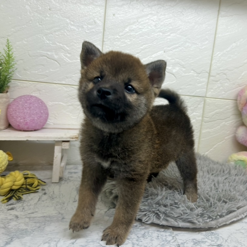 兵庫県の柴犬(標準サイズ) (犬の家＆猫の里ゆめタウン姫路店/2025年6月29日生まれ/男の子/赤)の子犬の3枚目の画像