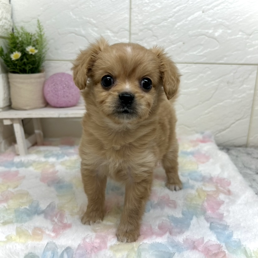 兵庫県のハーフ犬・ミックス犬 (犬の家＆猫の里ゆめタウン姫路店/2025年10月24日生まれ/女の子/クリーム)の子犬の3枚目の画像