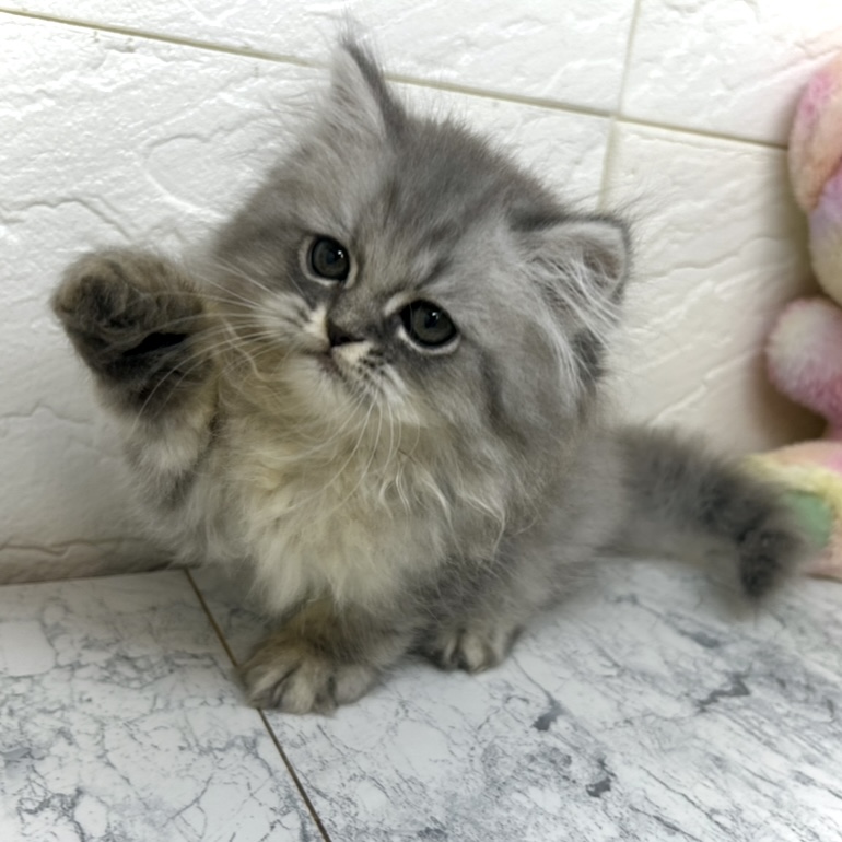 兵庫県のエキゾチック (犬の家＆猫の里ゆめタウン姫路店/2025年6月27日生まれ/男の子/ブルータビー)の子猫の3枚目の画像