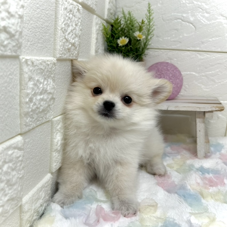 兵庫県のポメチワ/チワポメ/ポメチー(ポメラニアン×チワワ) (犬の家＆猫の里ゆめタウン姫路店/2025年10月24日生まれ/男の子/クリーム)の子犬の3枚目の画像
