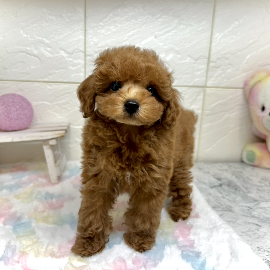 兵庫県のトイプードル(トイ) (犬の家＆猫の里ゆめタウン姫路店/2025年10月25日生まれ/男の子/レッドフォーン)の子犬の3枚目の画像