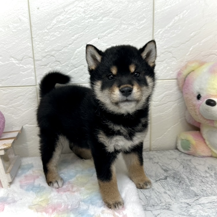 兵庫県の柴犬(標準サイズ) (犬の家＆猫の里ゆめタウン姫路店/2025年10月26日生まれ/男の子/黒)の子犬