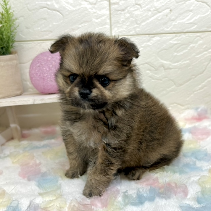 兵庫県のポメチワ/チワポメ/ポメチー(ポメラニアン×チワワ) (犬の家＆猫の里ゆめタウン姫路店/2025年10月29日生まれ/男の子/オレンジセーブル)の子犬の3枚目の画像