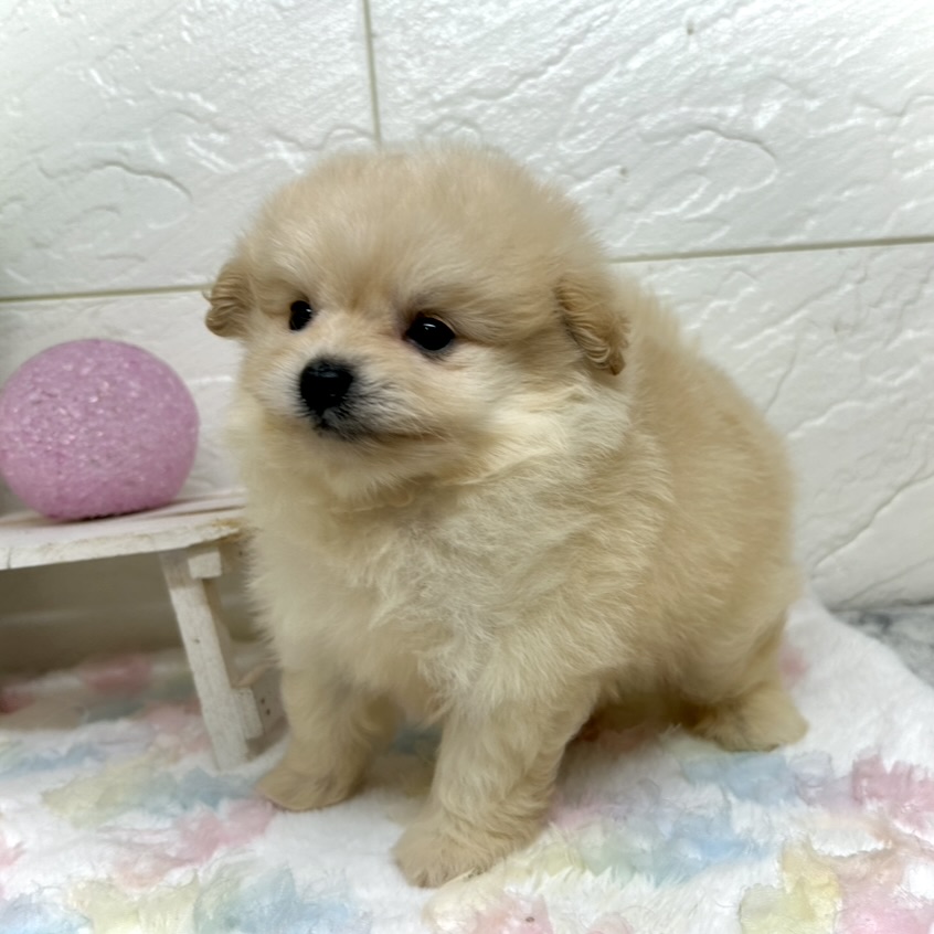 兵庫県のポメプー(ポメラニアン×プードル) (犬の家＆猫の里ゆめタウン姫路店/2025年11月1日生まれ/男の子/クリーム)の子犬の3枚目の画像