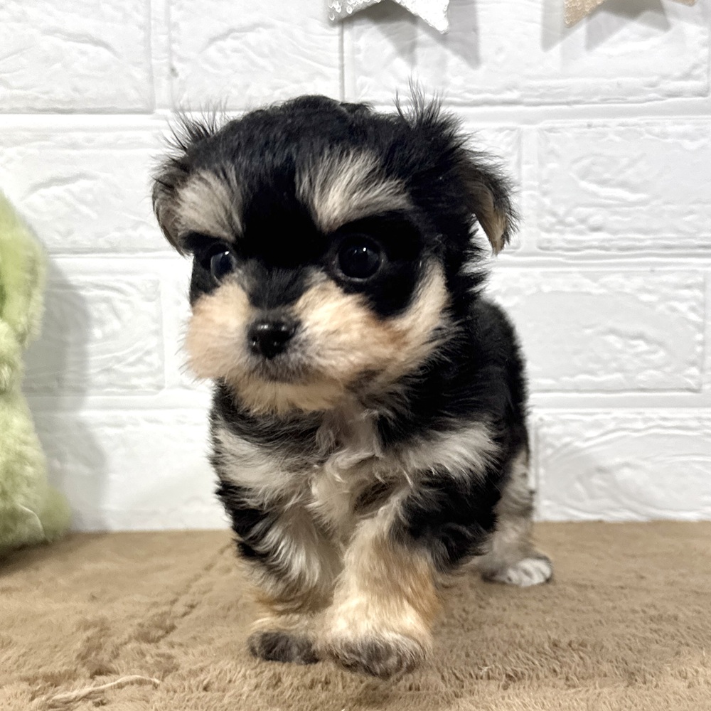 兵庫県のチワマル/マルチワ(チワワ×マルチーズ) (犬の家＆猫の里ニッケパークタウン加古川店/2025年10月9日生まれ/女の子/ブラッククリーム)の子犬の3枚目の画像
