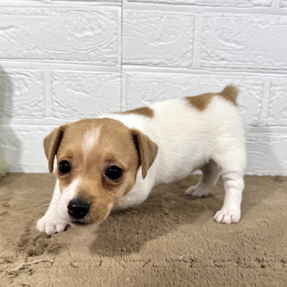 兵庫県のジャックラッセルテリア (犬の家＆猫の里ニッケパークタウン加古川店/2025年10月8日生まれ/女の子/タンホワイト)の子犬の3枚目の画像