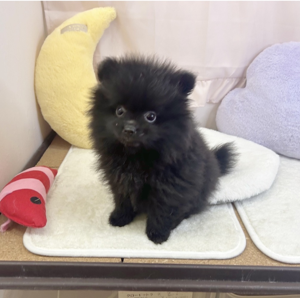 静岡県のポメラニアン (犬の家＆猫の里マークイズ静岡店/2026年3月17日生まれ/男の子/ブラック)の子犬の1枚目の画像