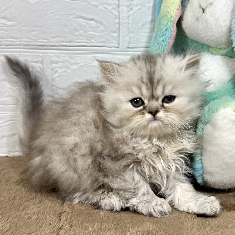 兵庫県のペルシャ (犬の家＆猫の里ニッケパークタウン加古川店/2025年10月9日生まれ/女の子/チンチラシルバー)の子猫の3枚目の画像