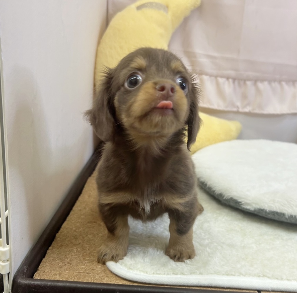 静岡県のチワックス(チワワ×ダックス) (犬の家＆猫の里マークイズ静岡店/2026年3月30日生まれ/女の子/チョコレートタン)の子犬の1枚目の画像